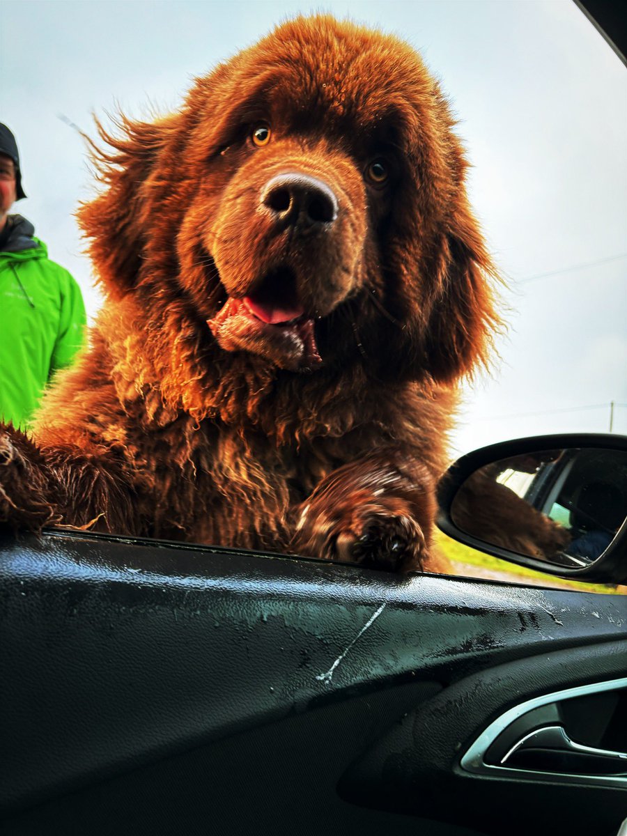 Felt like a moment from Cujo yesterday… luckily he was friendly.