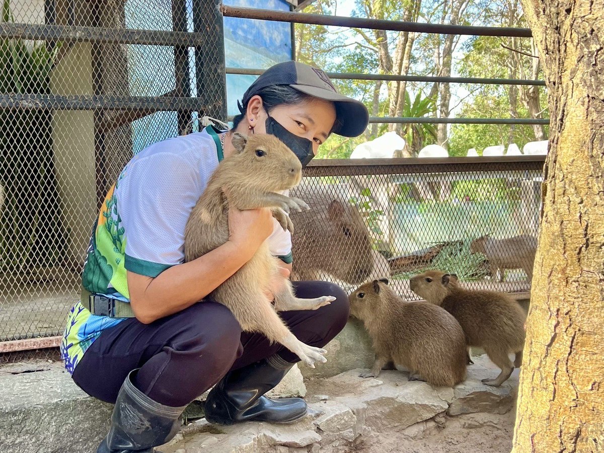 KhaokheowZoo's tweet photo. สวนสัตว์เปิดเขาเขียวอวดโฉมสมาชิกใหม่ ‘ลูกหนูยักษ์คาปิบารา’ 3 ตัว สุดน่ารัก..รับวันพ่อแห่งชาติ เด็กเข้าฟรี!!

วันนี้ (3 ธ.ค. 67) นายณรงวิทย์ ชดช้อย ผู้อำนวยการสวนสัตว์เปิดเขาเขียว เปิดเผยว่า สวนสัตว์เปิดเขาเขียวได้ข่าวดีเมื่อคาปิบาราซึ่งเป็นหนูและสัตว์ฟันแทะขนาดใหญ่ที่สุดในโลก มีลักษณะคล้ายหนูตะเภา มีถิ่นกำเนิดในทวีปอเมริกาใต้ ออกลูกให้สมาชิกใหม่ เมื่อวันที่ 29 ตุลาคม 2567 ที่ผ่านมาเป็นลูกหนูยักษ์คาปิบารา จำนวน 3 ตัว จากพ่อชื่อจิ๋ว อายุ 6 ปี แม่ชื่อส้มเช้ง อายุ 8 ปี แต่ยังไม่สามารถระบุเพศได้ เนื่องจากยังคงปล่อยให้แม่เลี้ยงแบบธรรมชาติ มีรูปร่างหน้าตาน่ารัก น่าเอ็นดู สุขภาพแข็งแรง ปัจจุบันสวนสัตว์เปิดเขาเขียวมีหนูยักษ์คาปิบารา จำนวน 28 ตัว จึงขอเชิญชวนนักท่องเที่ยวได้สัมผัสและชื่นชมความน่ารักของครอบครัวหนูยักษ์คาปิบารา บริเวณส่วนแสดงสัตว์ Zoo Kids Zone

นายณรงวิทย์กล่าวว่า นอกจากนี้ วันที่ 5 ธันวาคมนี้ เป็นวันคล้ายวันพระบรมราชสมภพพระบาทสมเด็จพระบรมชนกาธิเบศร มหาภูมิพลอดุลยเดชมหาราช บรมนาถบพิตร วันชาติและวันพ่อแห่งชาติ สวนสัตว์เปิดเขาเขียวยังเปิดให้เด็กๆ เข้าสวนสัตว์ฟรี! ตลอดทั้งวัน สำหรับเด็กที่มีอายุไม่เกิน 12 ขวบ หรือความสูงไม่เกิน 135 เซนติเมตร  อีกทั้งนักท่องเที่ยวยังได้สัมผัสความน่ารักของสรรพสัตว์ ซุปตาร์ของสวนสัตว์เปิดเขาเขียว อาทิเช่น น้องหมูเด้ง ลูกฮิปโปฯแคระ ดาวเด่นที่ดังไปทั่วโลก ครอบครัวฮิปโปโปเตมัสแม่มะลิ ขาหมู หมูตุ๋น หมูหวาน คุณแฟลชสล็อต 2 นิ้ว สิงโตขาว พร้อมทั้งให้อาหารละมั่ง แรดขาว ยีราฟคอยาว และลีเมอร์หางแหวนได้อย่างใกล้ชิด

สำหรับ หนูยักษ์คาปิบาร่า สัตว์ฟันแทะขนาดใหญ่ที่สุดในโลก มีลักษณะคล้ายหนูตะเภา หูสั้น ไม่มีหาง มีพังผืดที่เท้า ขนสีน้ำตาลอ่อนถึงสีดำ เมื่อโตเต็มที่อายุ 15 – 18 เดือน จะมีน้ำหนัก มากถึง 50 – 70 กิโลกรัม สูงประมาณ 45 เซนติเมตร มีถิ่นอาศัย ทางตอนเหนือฝั่งตะวันออกและตอนกลางของอเมริกาใต้ชอบอยู่รวมกันเป็นฝูงหนูยักษ์คาปิบาร่าเป็นสัตว์ที่ว่ายน้ำและดำน้ำเก่ง นอนแช่น้ำได้ทั้งวัน แม้ในเวลาขับถ่าย หรือ ผสมพันธุ์ เพราะชื่นชอบน้ำเป็นชีวิตจิตใจ จะขึ้นจากน้ำก็ต่อเมื่อออกหาอาหาร ในช่วงเช้า และเย็น อาหารก็จำพวก หญ้า และพืชน้ำ และพลาดไม่ได้กับกิจกรรมส่องสัตว์เวลากลางคืน Khao Kheow Night Zoo พบกับอีกหนึ่งมุมมองของชีวิตสัตว์ ที่ต่างไปจากในเวลากลางวัน

สอบถามรายละเอียดเพิ่มเติมได้ที่ 038-318444 ต่อ 213