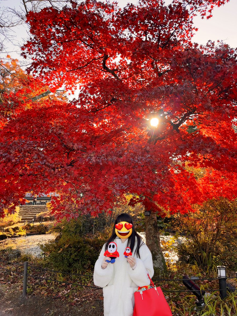 shyguy_with's tweet image. 仕事が忙しく低浮上でスミマセン💦

伊香保温泉に行ってきました♨️
有名な石段街では水沢うどんを食べて紅葉狩りをしました🍁

今回は石段街からスグのお宿玉樹に宿泊✨
部屋の露天風呂も温泉だったので疲労回復や健康促進に良いしろがねの湯を沢山、堪能できました✨
続く

#ヘイホー #ぬい旅 #伊香保