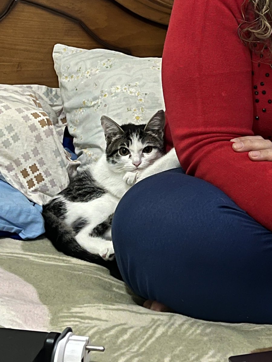 metixcx's tweet image. بعد یه هفته برگشتم خونه فتانه رو ببینم دیدم اینطوری نگاهم میکنه