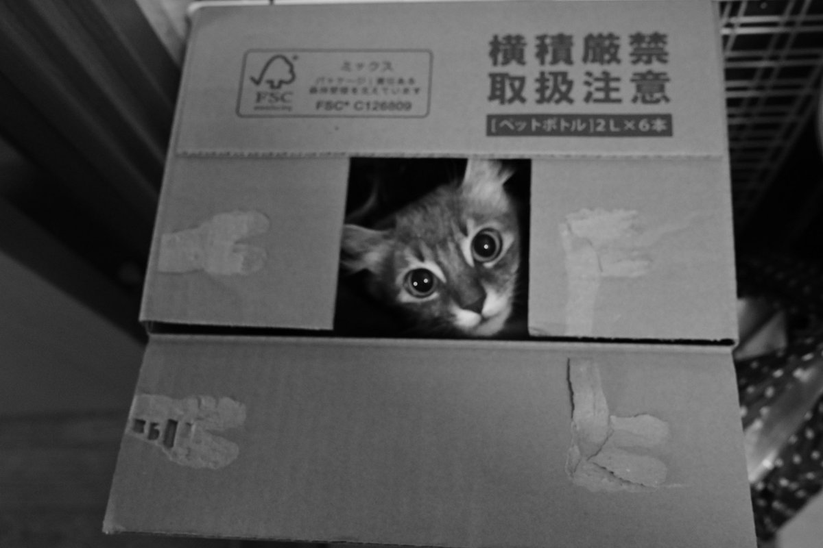 800tomtom's tweet photo. 週末のベストショットかな〜

大好きなダンボール
台所の綱渡り

#Nikon ZF
#アメリカンカール
#猫のいる生活 https://t.co/7nW71XkyDP