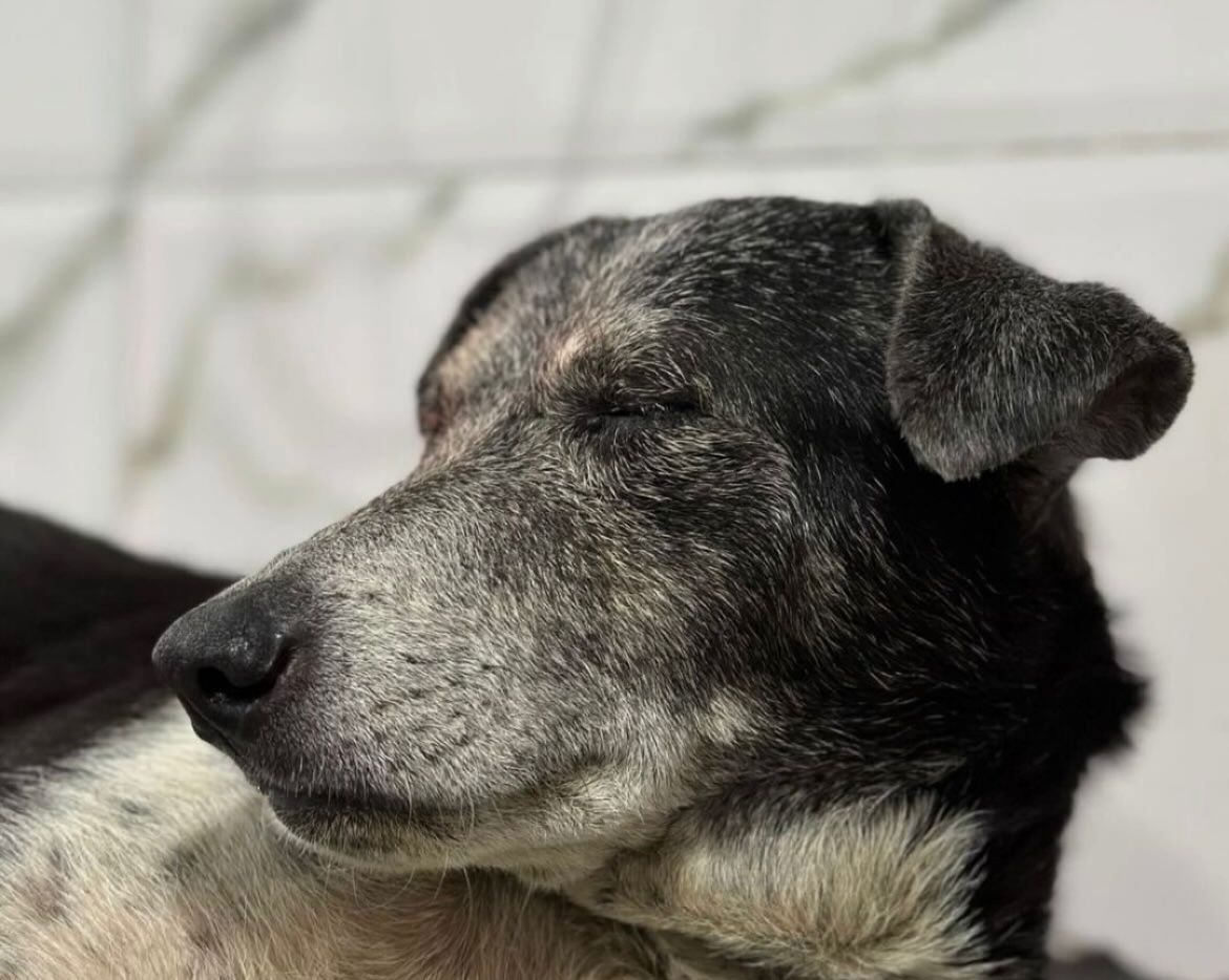 PawDiaries's tweet photo. 🐾 Meet Rosie, our brave fighter! 🌸
She’s just completed her 3rd chemotherapy session, and we’re overjoyed to see her recovering so beautifully. Every step of her journey reminds us why we fight for animals like her—because every life is precious. https://t.co/XhMlGkSa4T