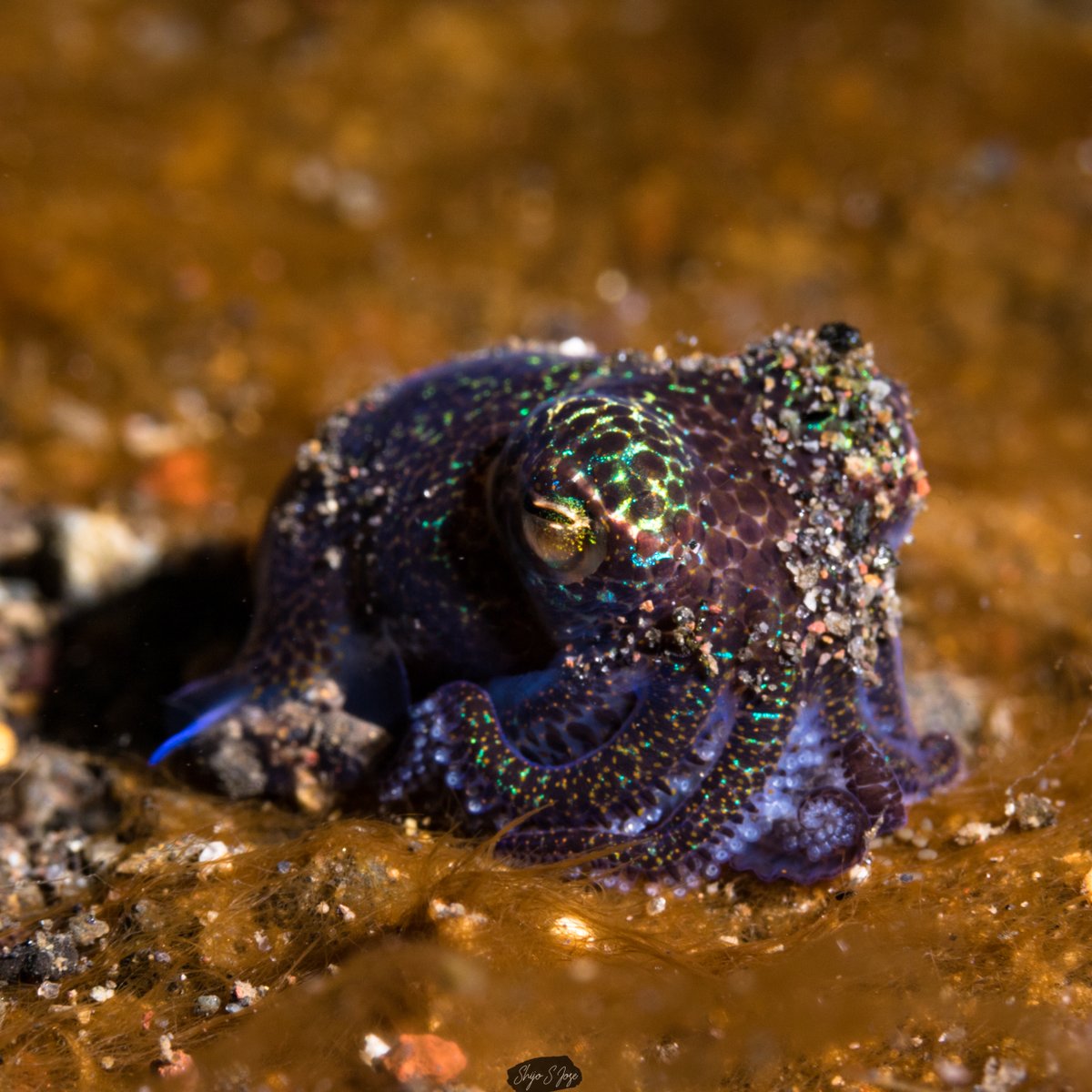 shijojo22's tweet photo. Meet the shy yet fascinating bobtail squid!
These tiny, grape-sized ocean wonders are masters of stealth and survival. By teaming up with bioluminescent bacteria, they create a glowing camouflage that mimics the moonlight on the ocean surface. https://t.co/Gq8bqF3NGr