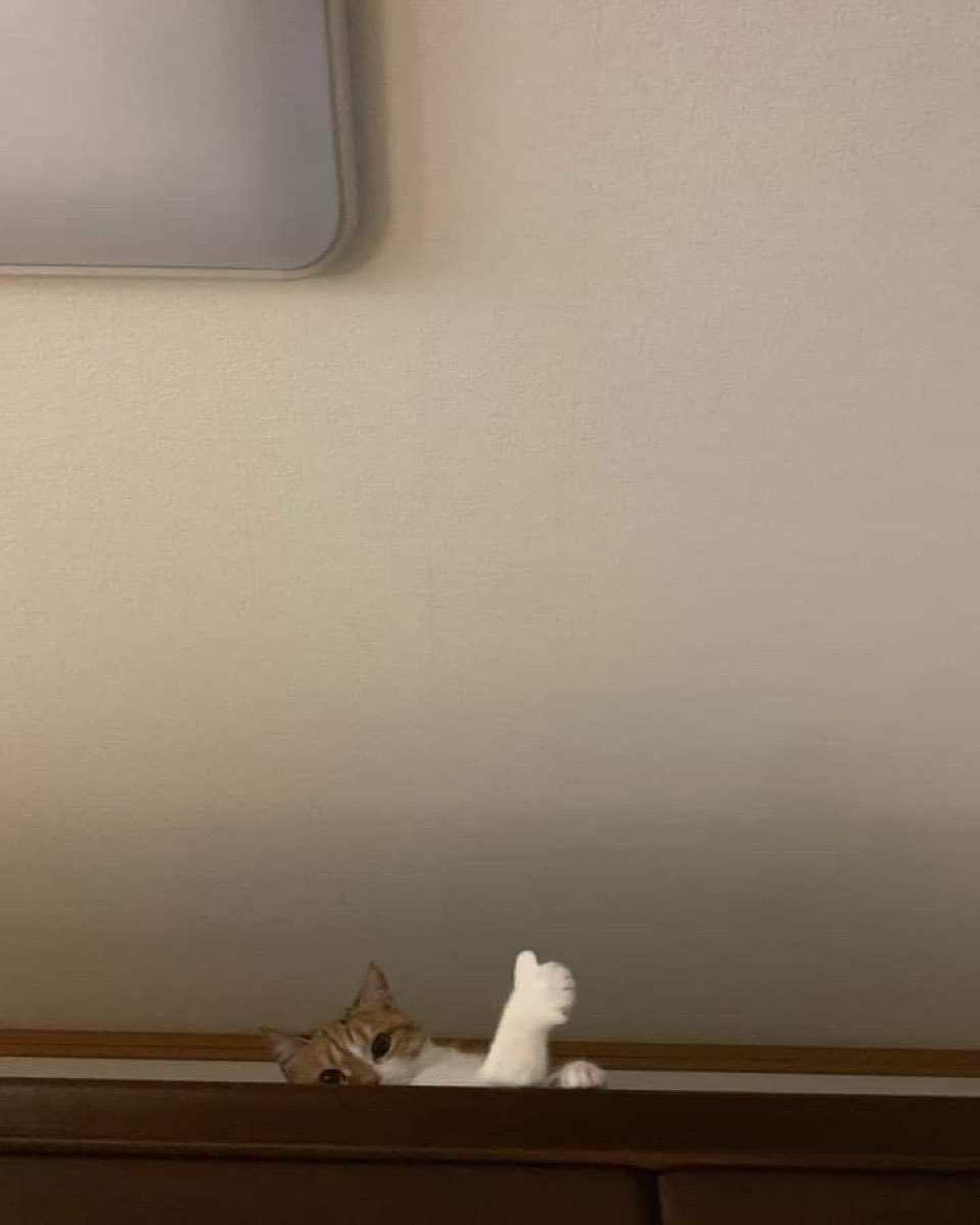 Gekikawa_Dbts's tweet photo. 👍してる猫 https://t.co/khN6uR2hiy