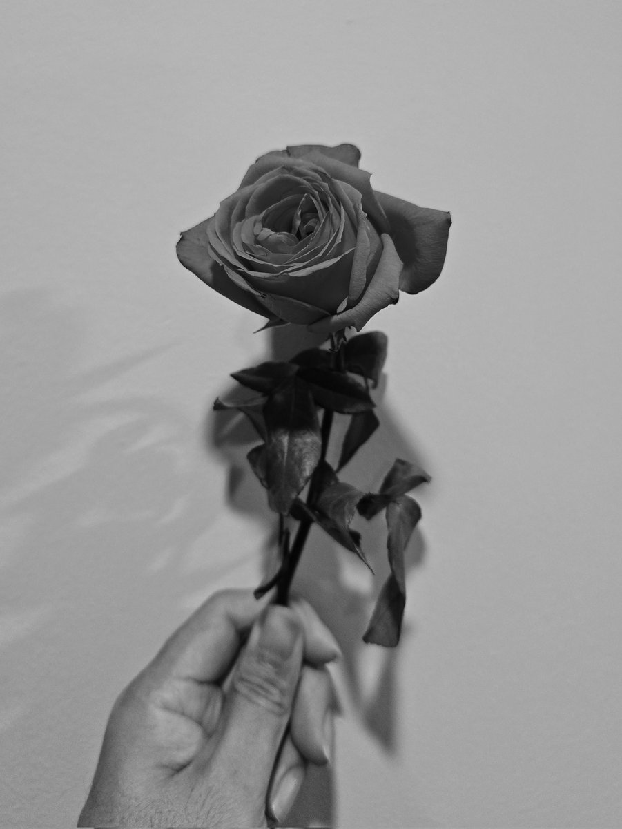 jerichology's tweet photo. Hanoi rose ❤️ https://t.co/ljurozkQ36