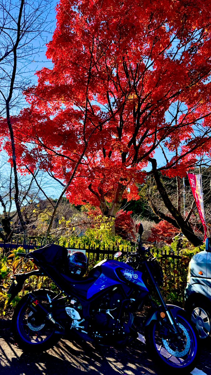 egaku's tweet photo. 今年はほんとに紅葉狩りのタイミングが難しい。けど、とりあえず狩れた! #MT25 #motolog #touring #YAMAHA #TSU22 https://t.co/6IDDoZ4wk3
