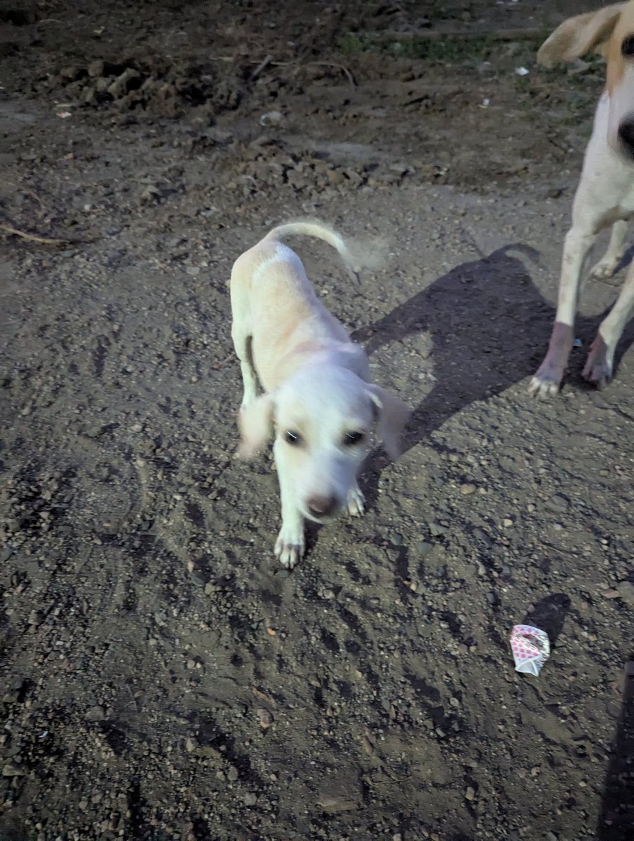 went on a run and found this puppy 
Blurred because mosquitos 😡