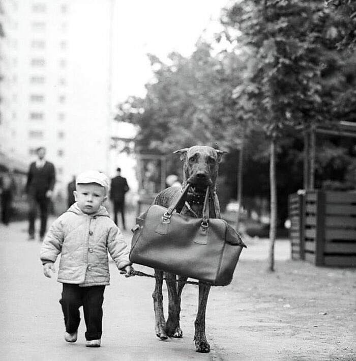 OGHachikoSol's tweet photo. $HACHI is there for you!

The first dog meme!! (1925)

$10Mil again!

https://t.co/IqconRbBbT

6bzBfcyqmf8SqvtGN4SoLsT3knNhNycseuyZzKzjQnSa https://t.co/bm54sERfaf