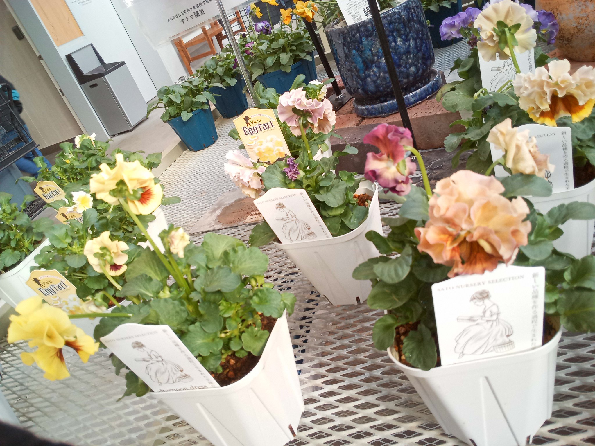 ジョイフル本田 ガーデンセンター on X: 