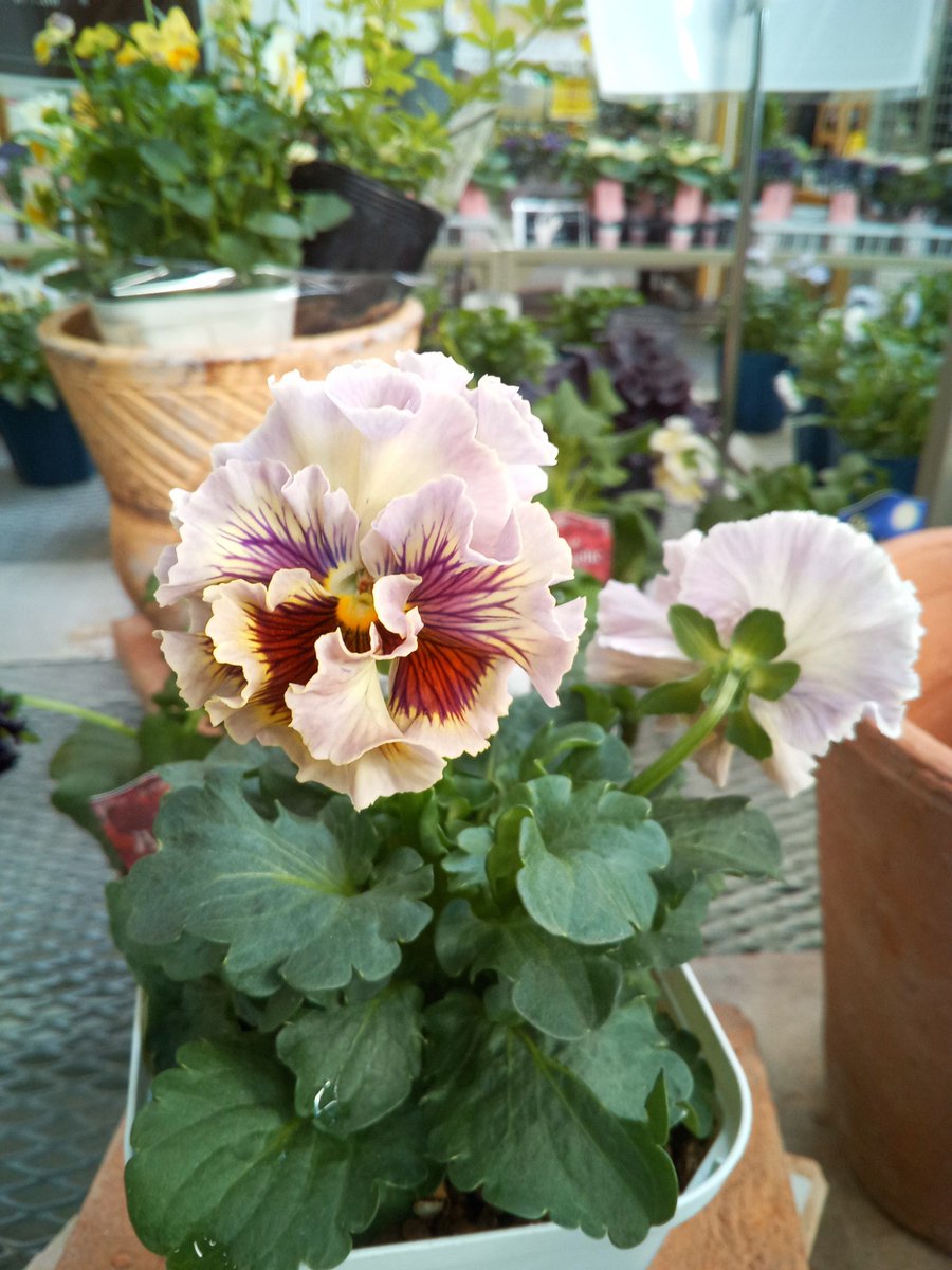 ジョイホン吉岡店 GREEN PARK】 サトウ園芸さんのパンジー