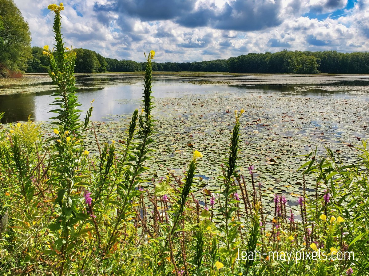 LeahmayMi's tweet image. A peaceful view at Fort Custer Rec Area
#puremichigan #mistateparks
leah-may.pixels.com/featured/still…