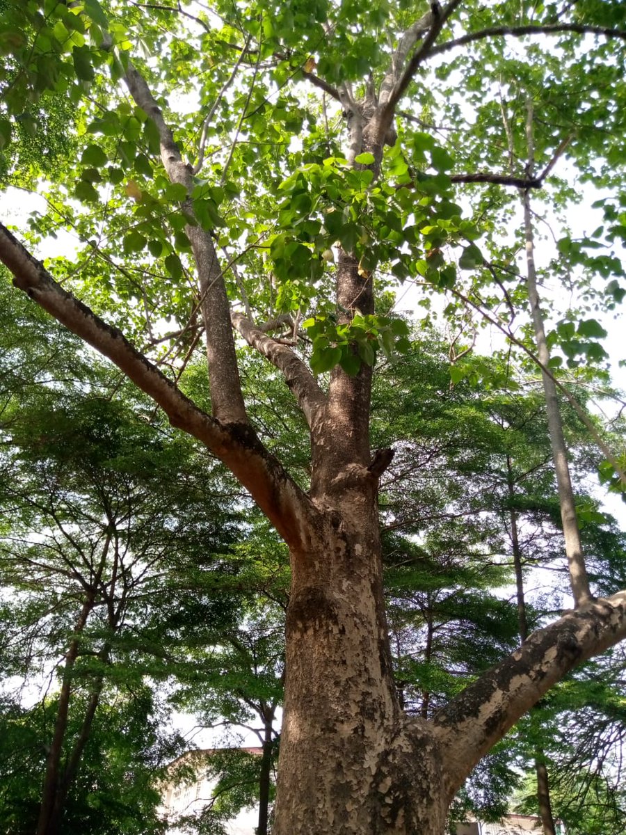 Save_OgunpaFR's tweet photo. 🌳🌳 These efforts are crucial for :

* MAINTAINING #BIODIVERSITY 
* PRESERVING #ECOSYSTEMS 
* PREVENTING #GLOBAL #TEMPERATURE #RISE

🌳🌳 Let's spread the word! 

🌳🌳 It's time to enlighten those who are uninformed and to address the concerns of climate skeptics! https://t.co/1J0SRb8Epd