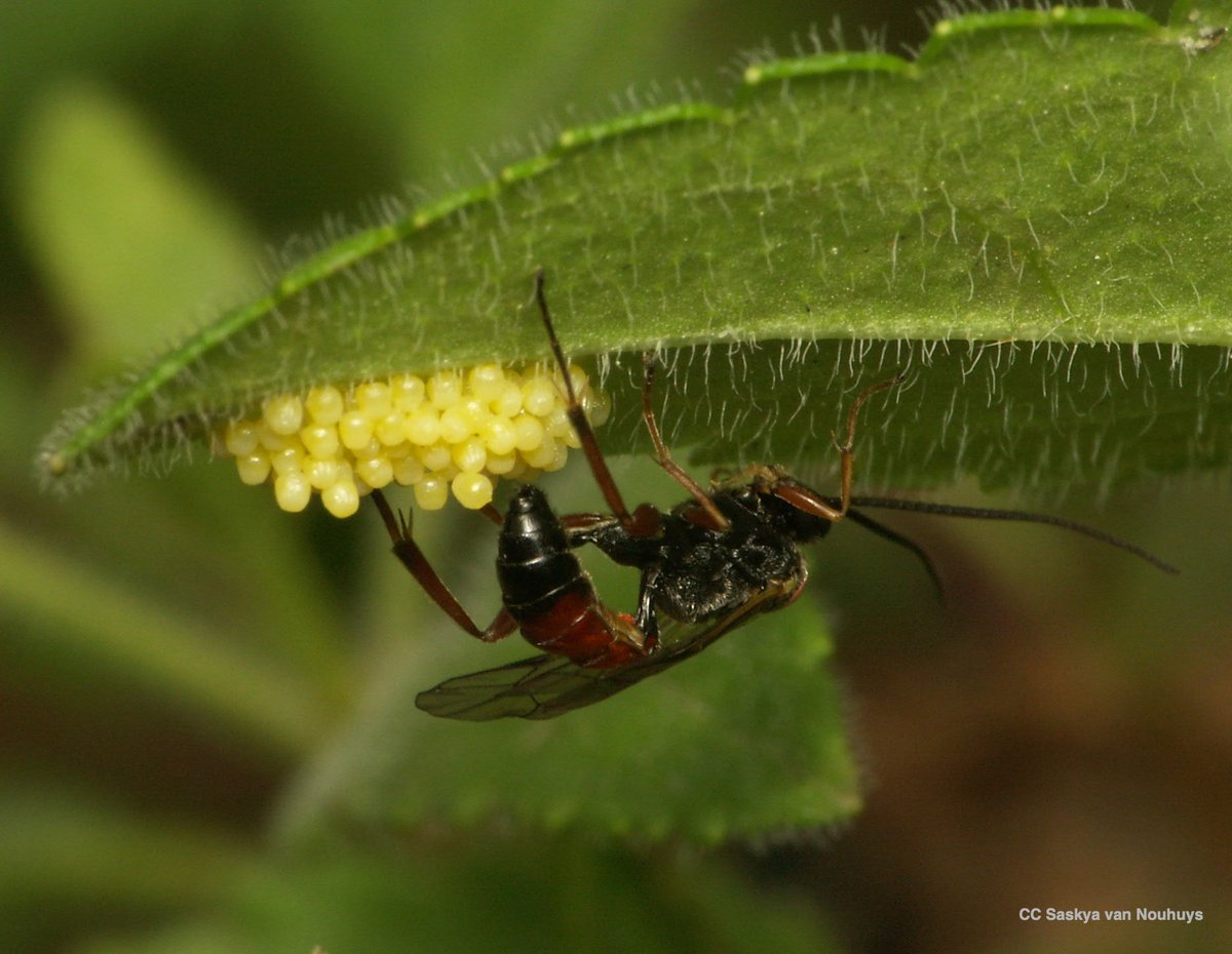 Here is a link to an exciting collection of 14 new review articles in Current Opinions in Insect Science on "Parasitoid Biology in the Anthropocene" edited by Editors: R.M. Borges, R. Venkatesan and S. van Nouhuys.  sciencedirect.com/special-issue/…
