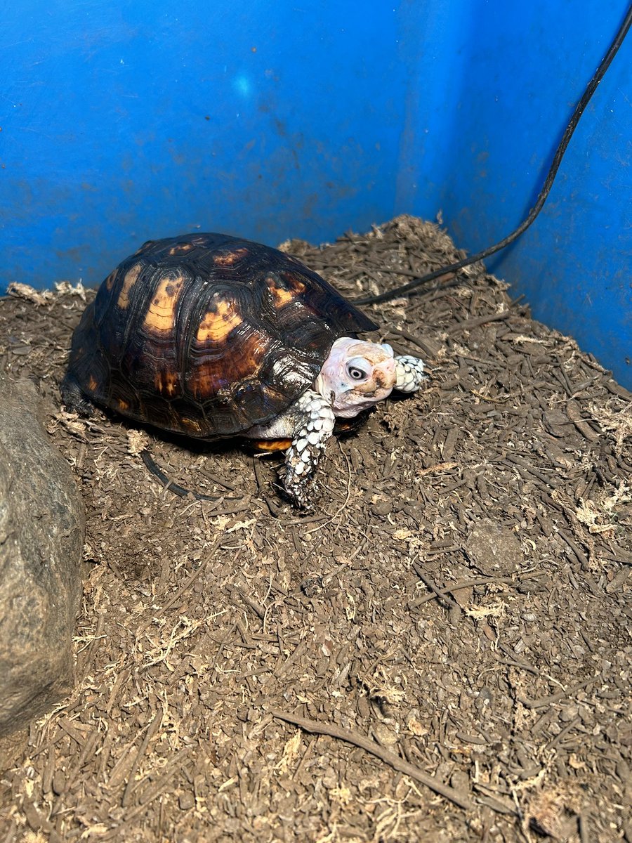 昨日は東レプに行き、仲間と合流し、夕方から居酒屋で乾杯。楽しい一日でした。今日は午前中から、ずっとカメの世話して、ようやく終わりました。前日、ユカタンの話が出たので、久しぶりに洗ってみた。夏場、体調を崩しましたが、すっかり元気になりました。