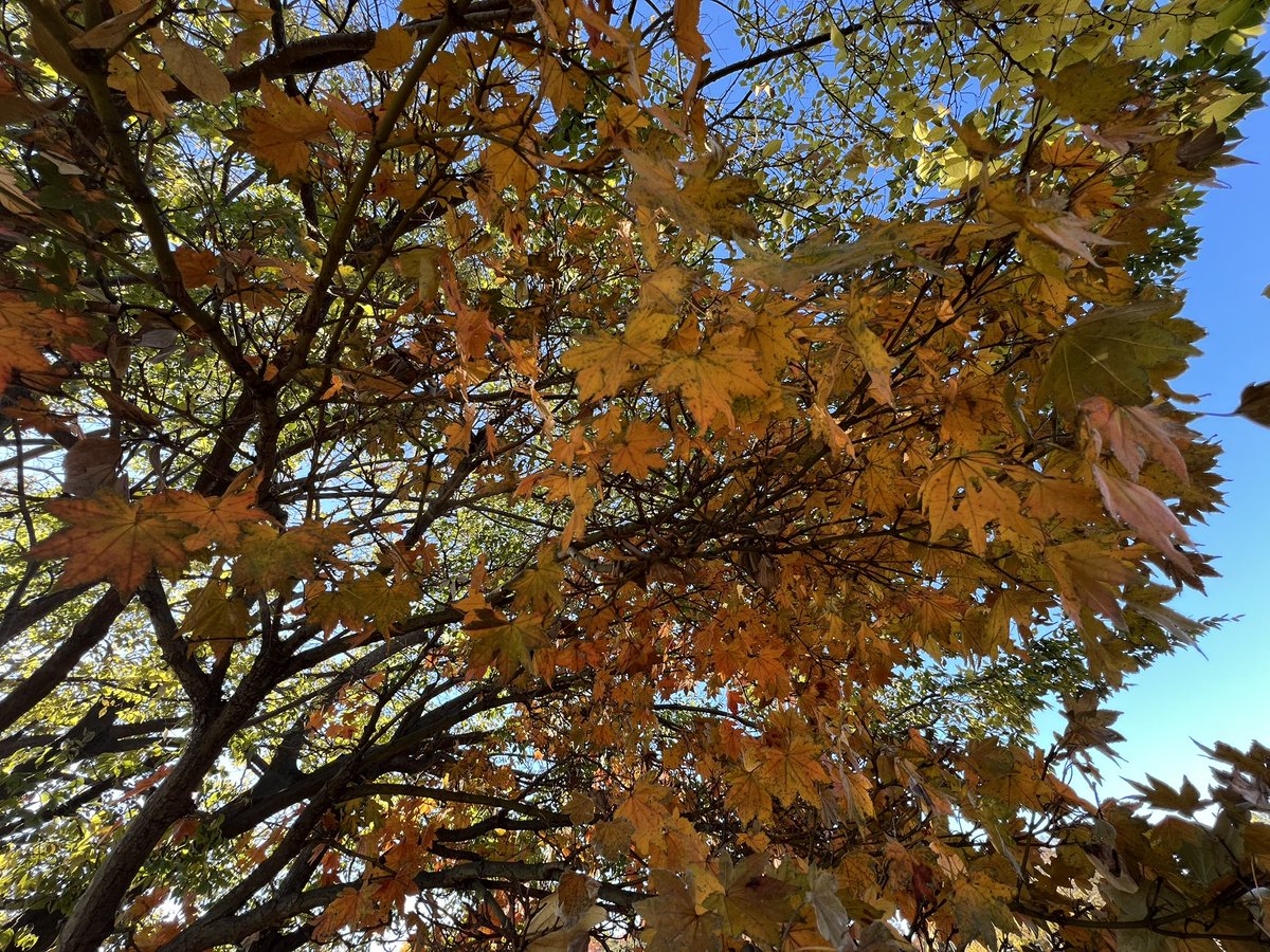 #オオモミジ
は、黄色くなるんだね