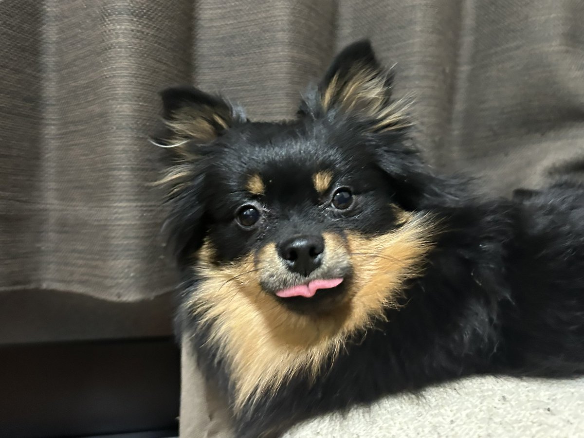 yuka_0901f's tweet photo. 犬 https://t.co/yYzNhgYcs6