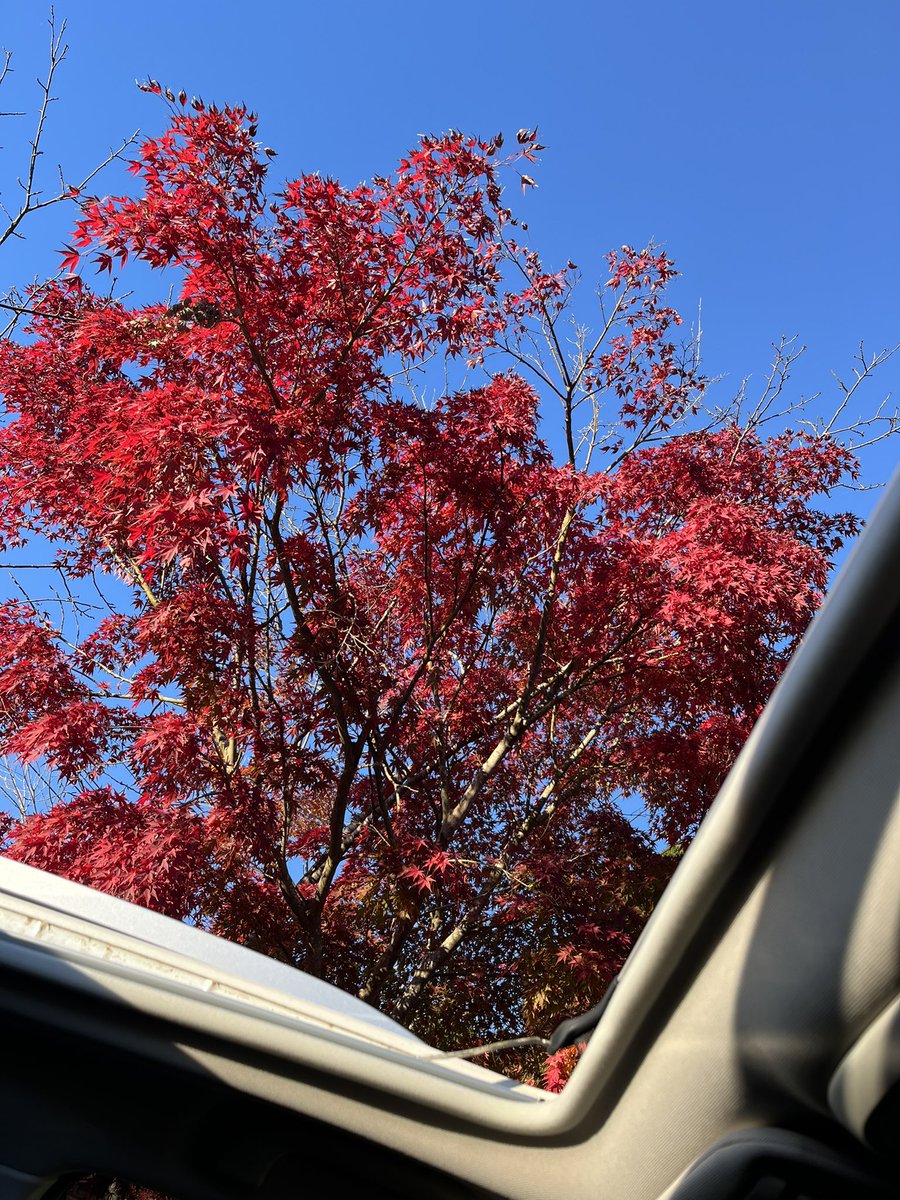 forester_like's tweet photo. いい天気☀️
紅葉見納めです🍁

#紅葉
#フォレスター https://t.co/EUAL0gcola