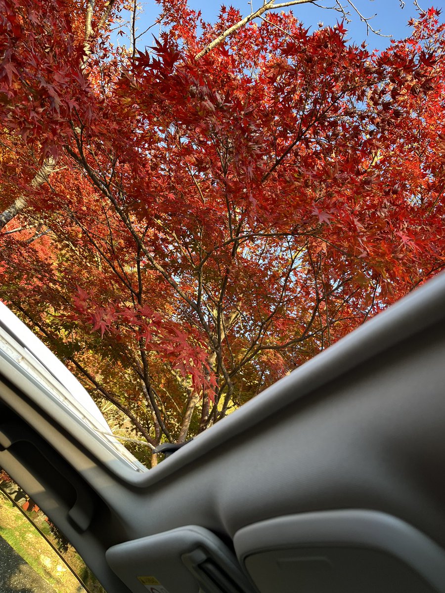 forester_like's tweet photo. いい天気☀️
紅葉見納めです🍁

#紅葉
#フォレスター https://t.co/EUAL0gcola