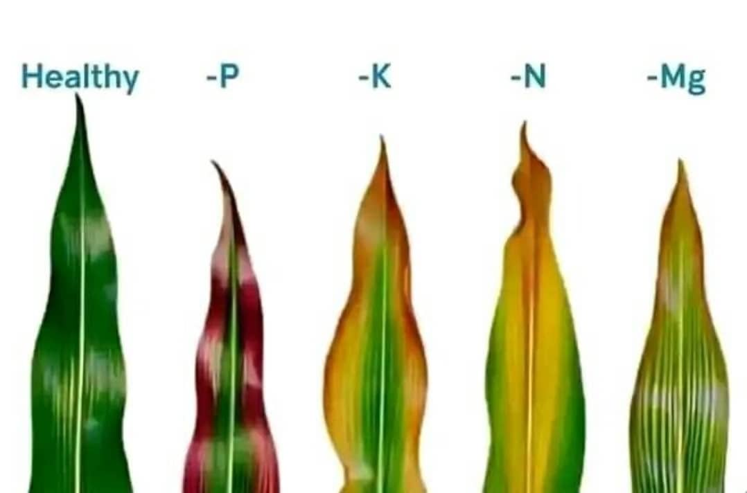 Nsengaagro's tweet photo. To achieve high production farmers should be aware of nutrients deficiency Symptoms for better treatment.
#FarmTip https://t.co/a6KkytzWVT