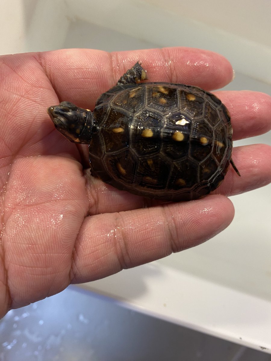 ブラックガルフのベビーです。この子は人工飼料を箸であげないと食べないので時間をかけてお世話してます。