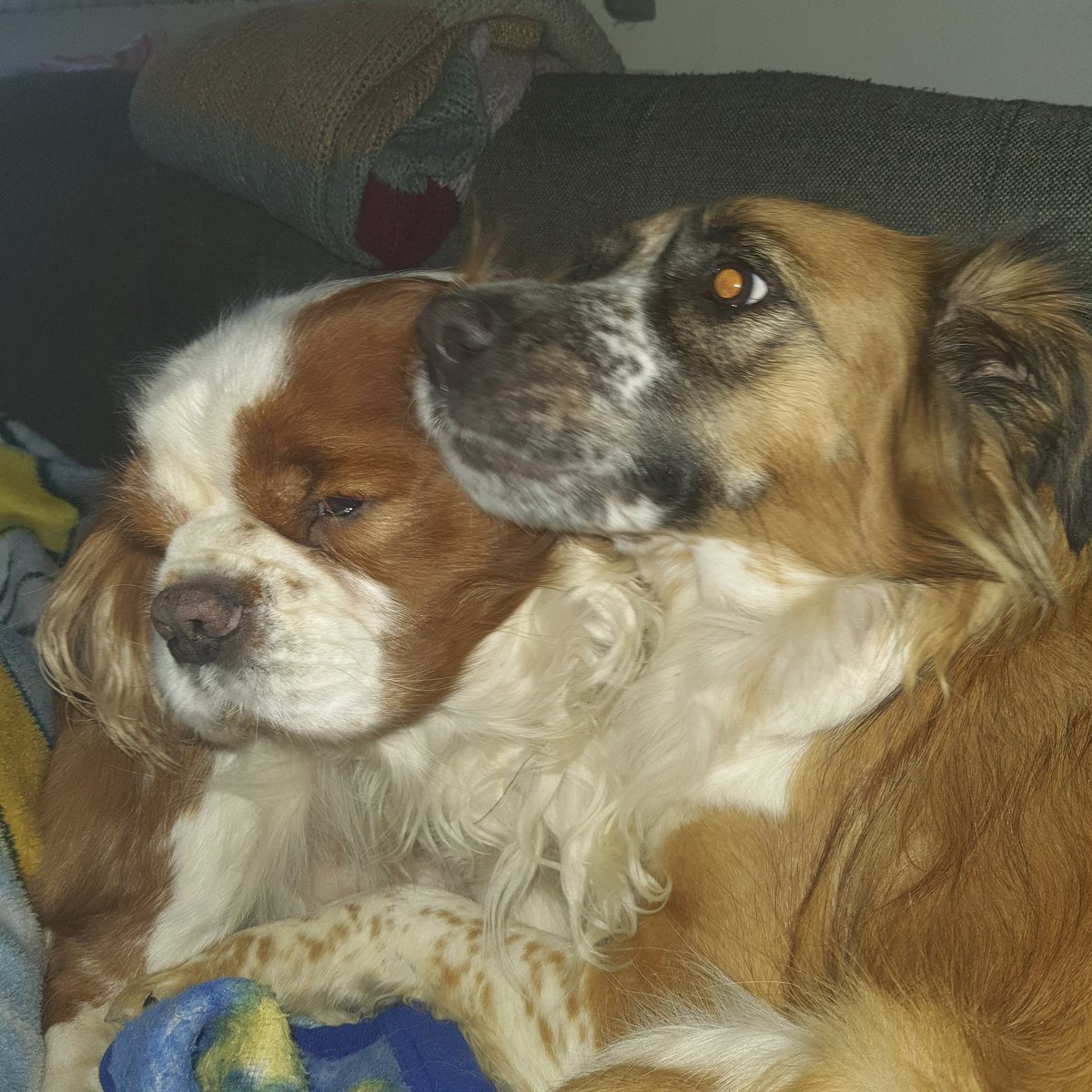 Moji ljubimci... danas je njihov dan... bezuvjetna ljubav, dobro, za keksiće bi se prodali odmah🤣