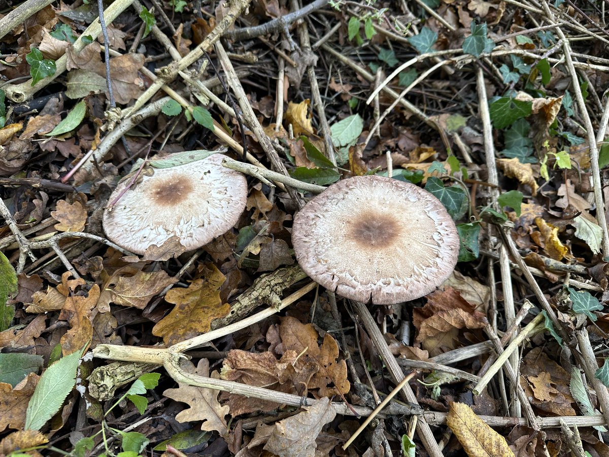 Bon dimanche…❄️ #météo #Belgique #mushrooms #Belgium