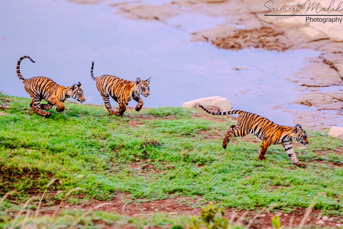 If I were a tiger cub. #travelwith462 #tigercubs #nikond750  #wildlifephotography @natgeowild <a href="/NatGeoIndia/">Nat Geo India</a> <a href="/NikonIndia/">Nikon India Official</a>