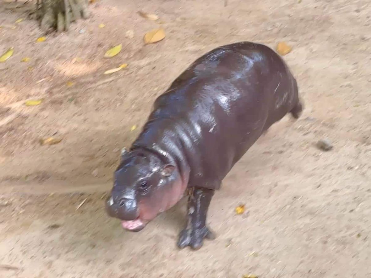 KhaokheowZoo's tweet photo. วิ่งยังไงให้ดูน่ารัก❤️😍😅🦛

#หมูเด้ง #Moodeng 
#KhaoKheowZoo https://t.co/l0tCJaxgpr