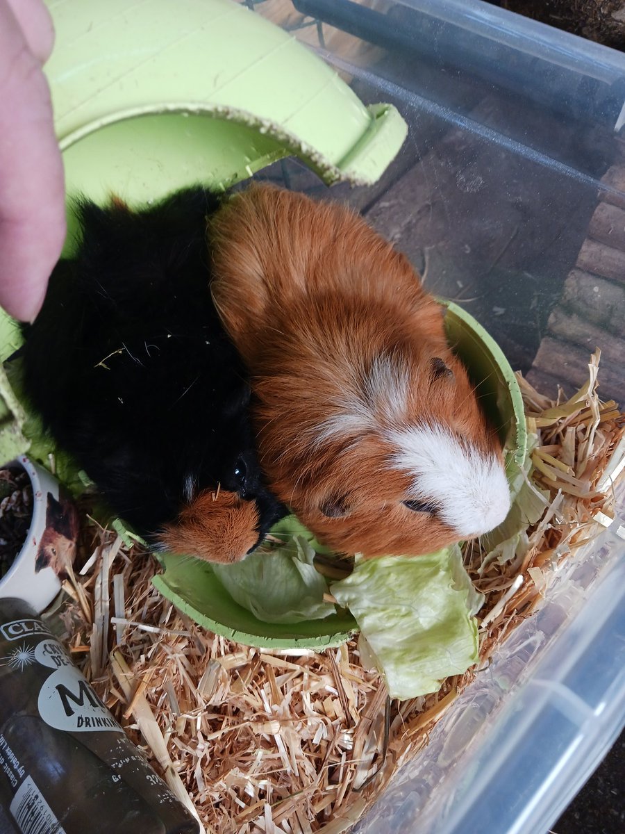 Helaas vanochtend zwart kuifje overleden gevonden. 😭 sorry was van plan jullie echt te spammen met deze 2 knapperds maar helaas mocht het niet zo zijn. Echt zo kut. We weten niet wat er is gebeurt alleen dat zijn "broertje" het wel goed doet. Dus vandaag extra in de gaten houden