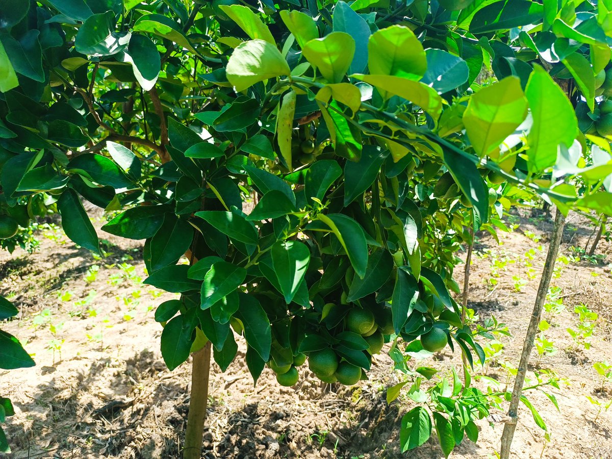 Nthiwa's tweet photo. Weekend at the farm. Coming up nicely 😉 https://t.co/yggfyZcl6G