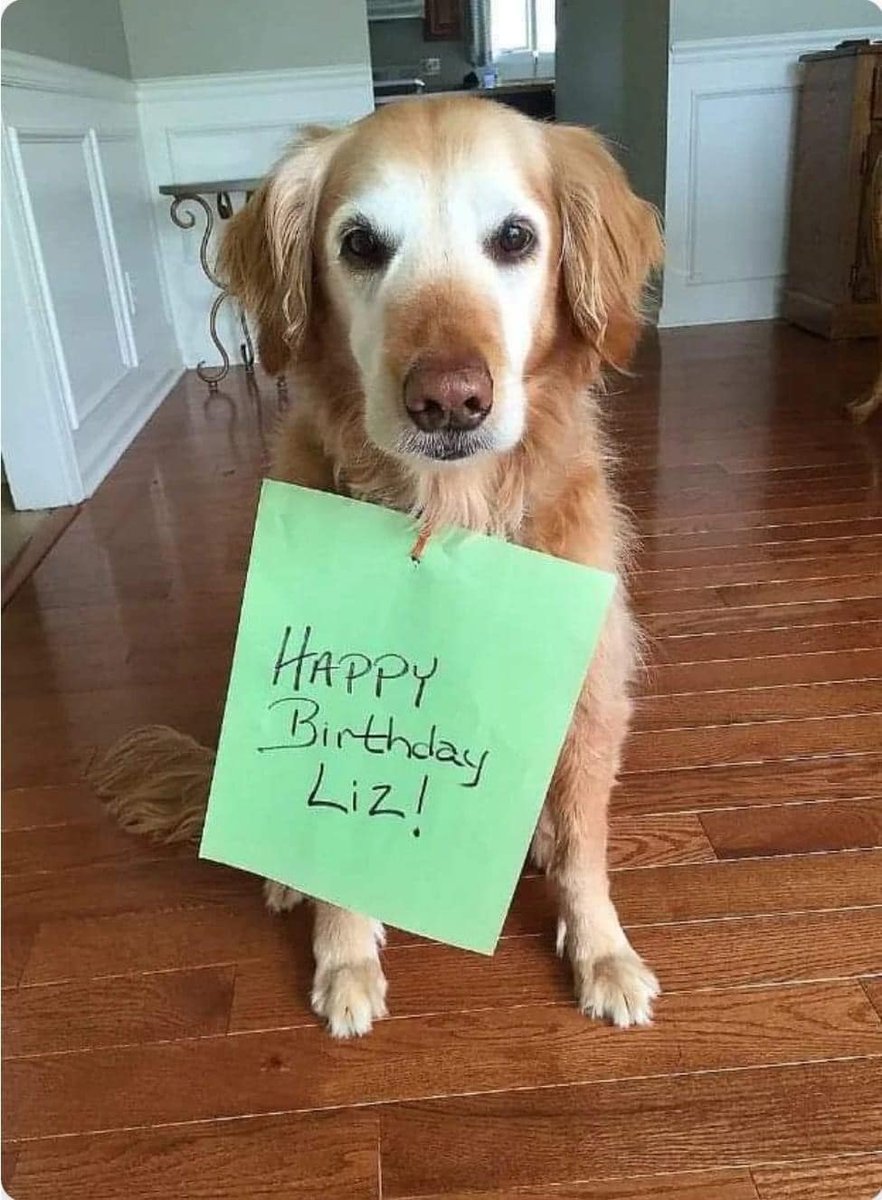 Dog Lovers tweet media