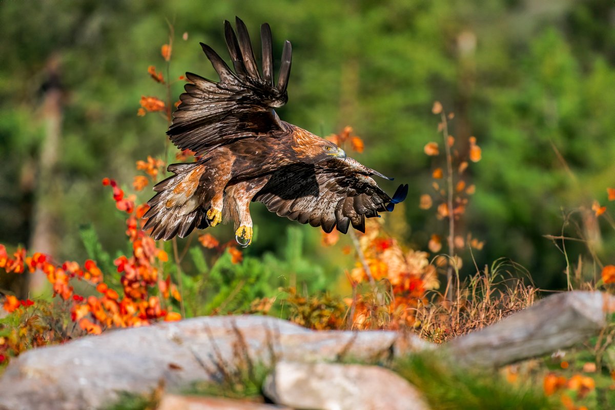 BlogMyWildlife's tweet image. Retour sur mes affûts Ornithologiques autour d'Oulu en Finlande pour photographier le grand-duc d'Europe, l'aigle royal et le tétras lyre my-wildlife.com/affuts-photo-o… 😉