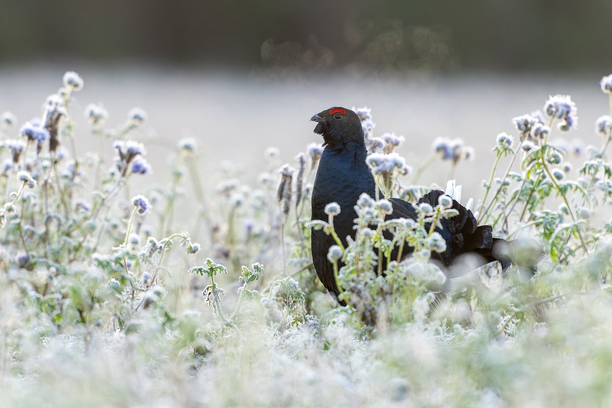 BlogMyWildlife's tweet image. Retour sur mes affûts Ornithologiques autour d'Oulu en Finlande pour photographier le grand-duc d'Europe, l'aigle royal et le tétras lyre my-wildlife.com/affuts-photo-o… 😉