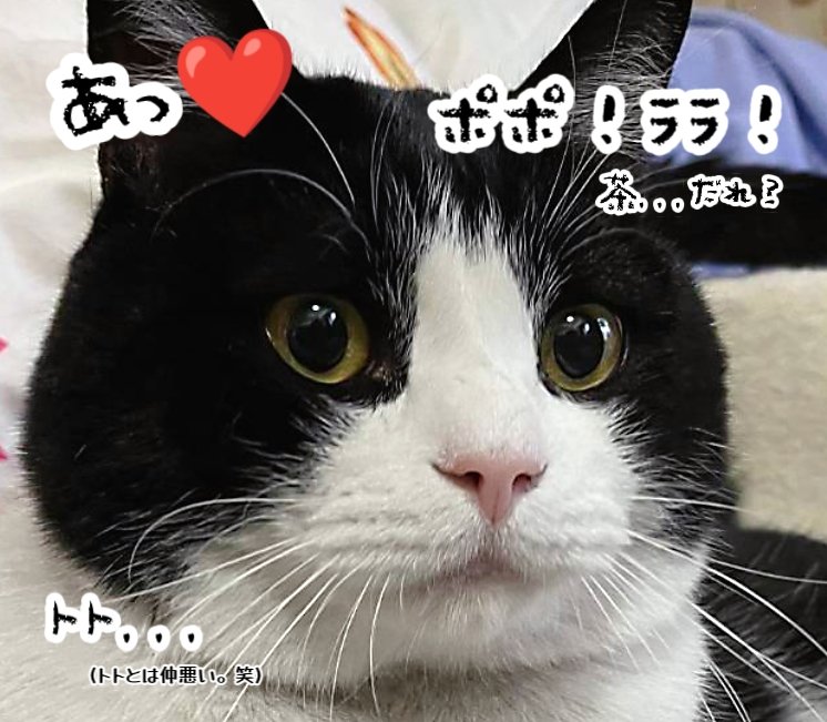 猫のいる車屋ฅฅイーカーズ (@e_cars_fukaya) / Posts / X