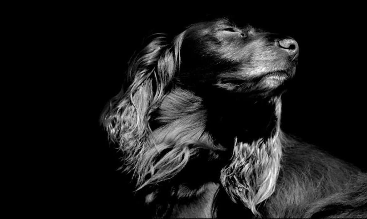KWPhotos24's tweet photo. A dogs life
#dog #pet #petphotography #dogphotography #bnw #blackandwhite #bnwphotography https://t.co/KuNU7WlLAG