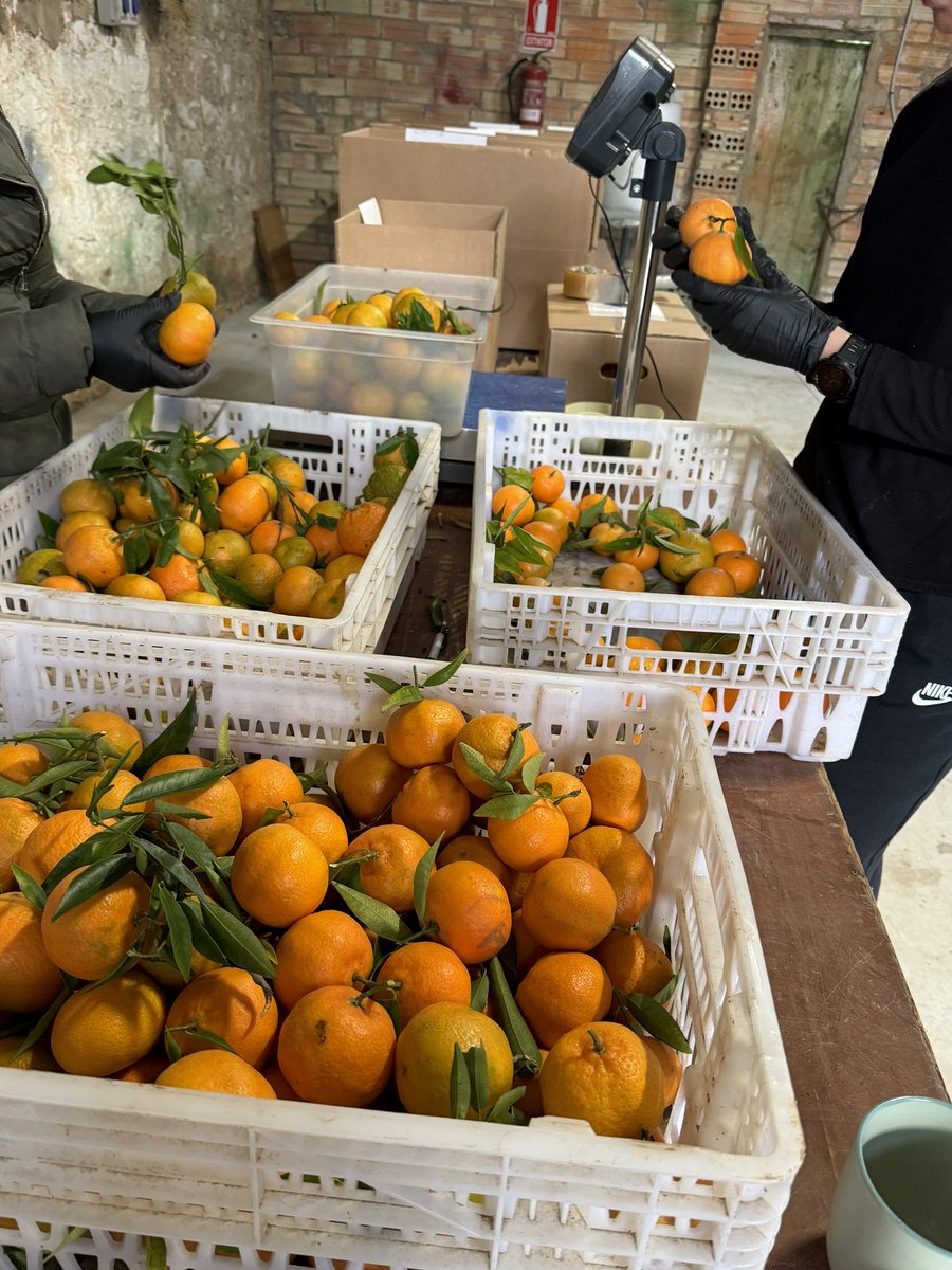 Seguim amb la temporada de mandarines. En breu seguim amb més productes Finca Mas Roig. 

Mandarines ✅
Oli verd ✅ (últimes unitats)

Carxofes (en breu)
Calçots (en breu)
Taronges (en breu)
Llimones (en breu)