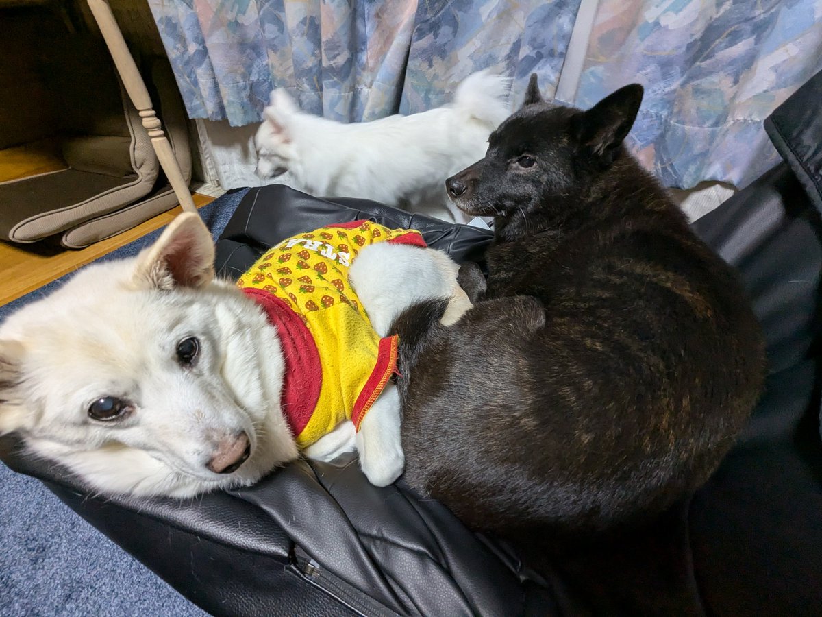 S68638311's tweet image. 1つのイスに２匹が…そして、座れないで周りをウロウロする三女。

#ミックス犬きなこ（長女）
#甲斐犬もなか（次女）
#スピッツすあま（三女）