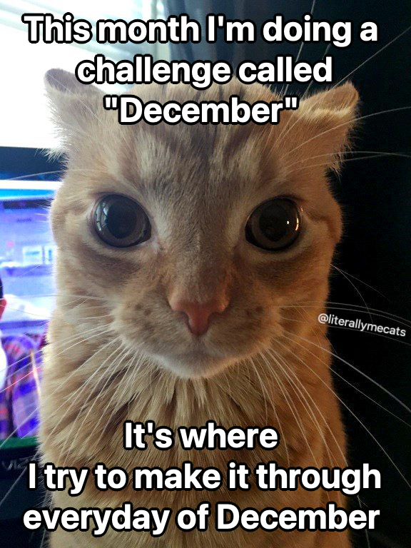 literallymecats's tweet photo. https://t.co/Y9bahlr92k
