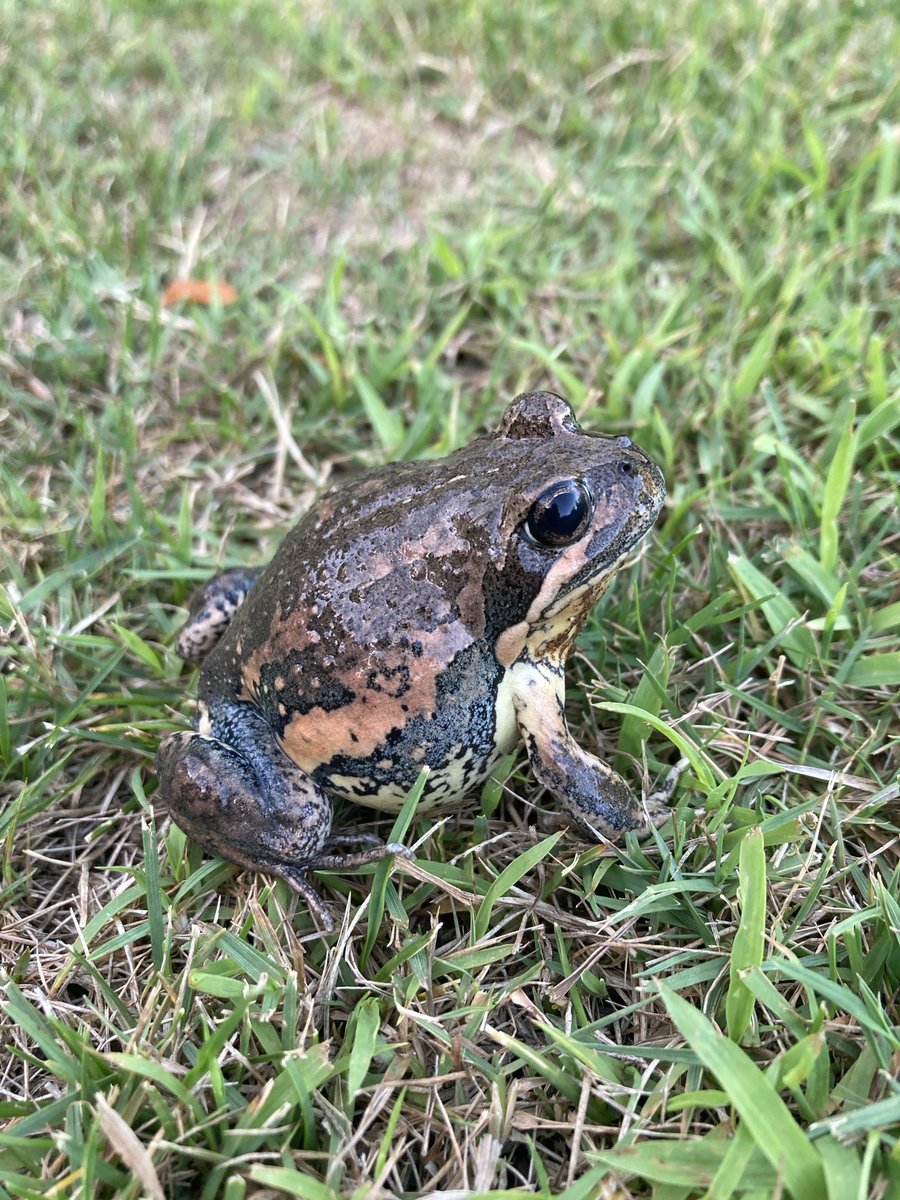 Anyone name this frog ?
Seems to enjoy swimming in salt water (pool)
Doesn’t like being dug up by the digginst dog