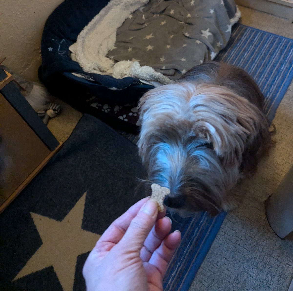 1. Dezember ❄️
1. Advent 🌟🕯️🌟

Der Morgenhimmel rot gefärbt,die 👼🏼👼🏼👼🏼 backen 🍪🍪🍪
Auch Addy durfte sein 1. Türchen öffnen 😋😉

Habt eine wunderschöne friedliche Zeit!
💖🌟🍀🕊️🌟💖