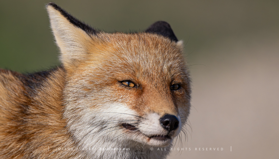 Haizeak dakarren hautsari aurre egin nahian begiak erdi ixten ditu. Edo pentsakizunean murgilduta planen bat egiten ariko balitz moduan.
#FoxOfTheDay #azeria #vulpesvulpes #zorro #fox #basafauna #Euskalherria #Paysbasque #Basquecountry