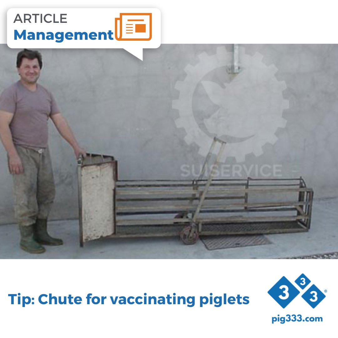 This farm has built a small chute to vaccinate an entire pen of piglets in record time. 💉🐷

🔗 pig333.com/articles/chute…

#Pig333 #PigVaccination #AnimalHealth #PigletCare #EfficientFarming