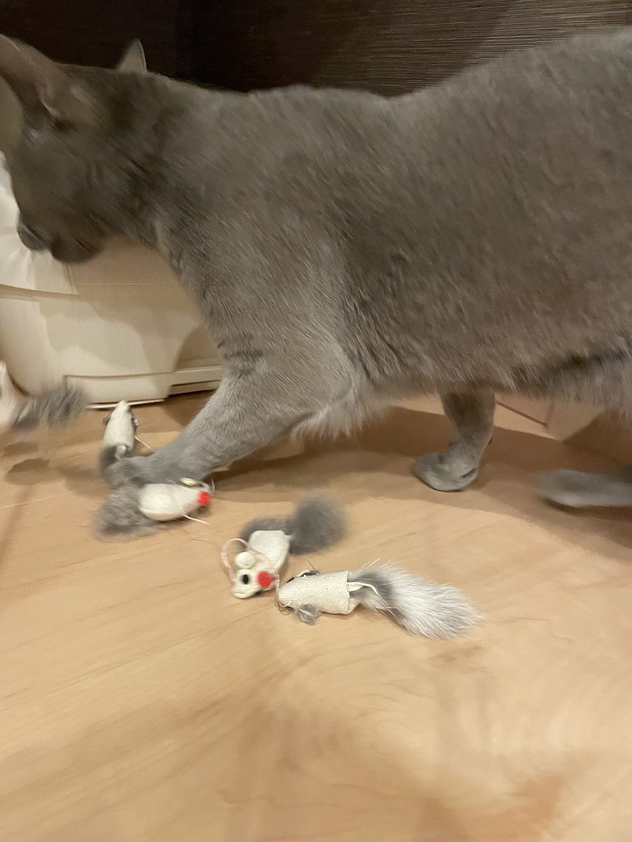 ドギーマンハヤシ株式会社　　様
本日、御社の「じゃれ猫パレードスーパーロングネズミ5兄弟でもっと！LETSじゃれ二ケーション」を購入しました。
３本目です。以前のと比べて、1匹増えて5匹になってました。
愛猫が喜んでるので報告します。
#猫
#ドギーマンハヤシ
#ロシアンブルー
#猫好き