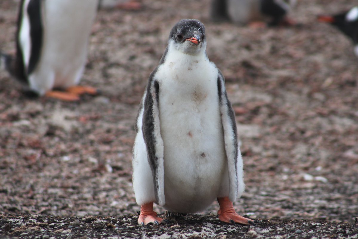 Just the cutest little Gentoo chick! 

#birds #floofs #penguins