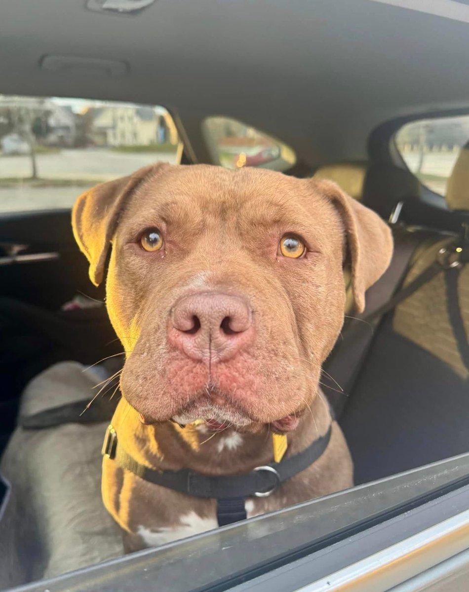 City Dogs Cleveland tweet media