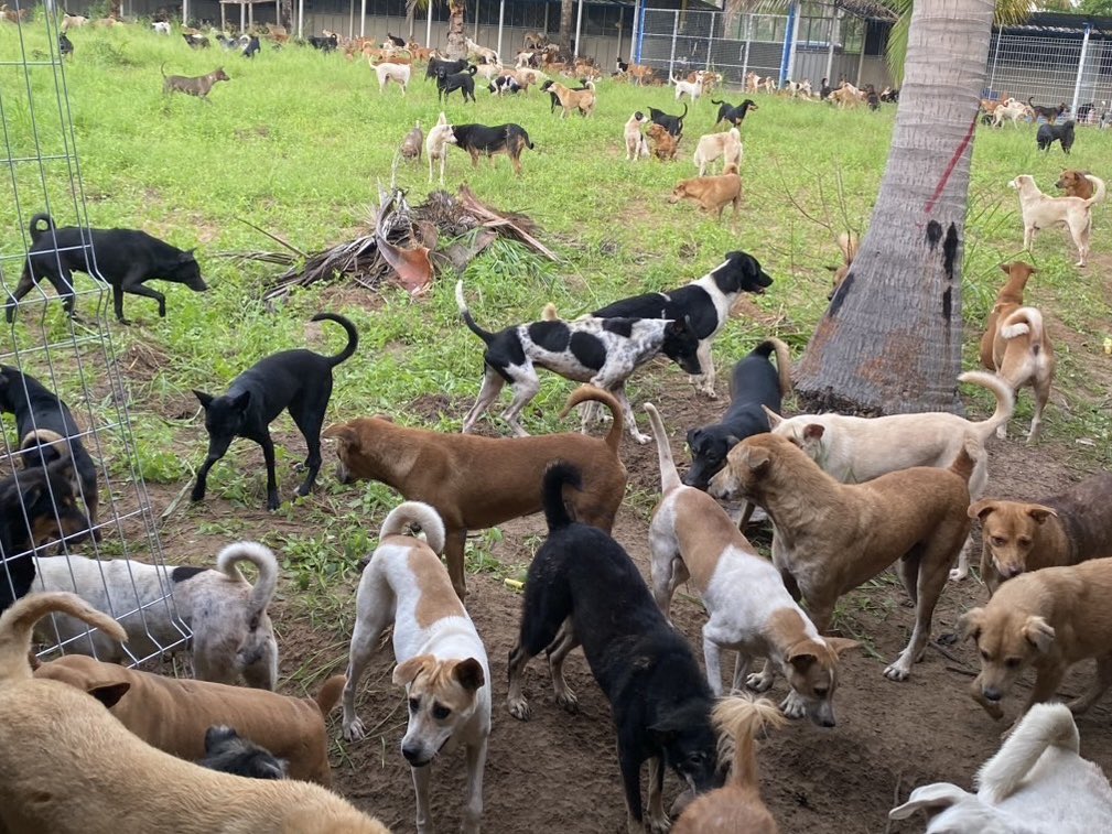 พีชออพลีส ꩜⋆ tweet media