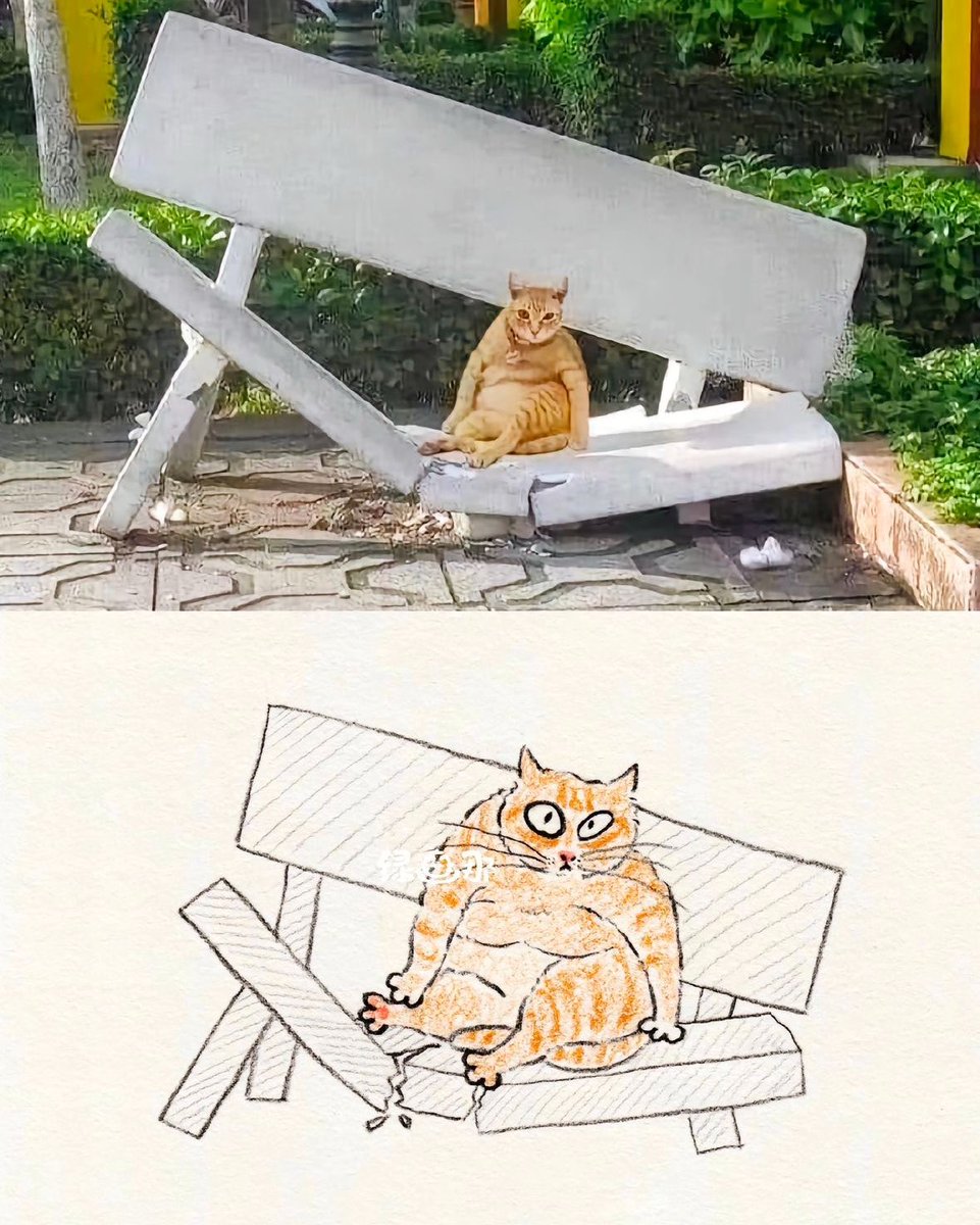 Catbilder's tweet image. 