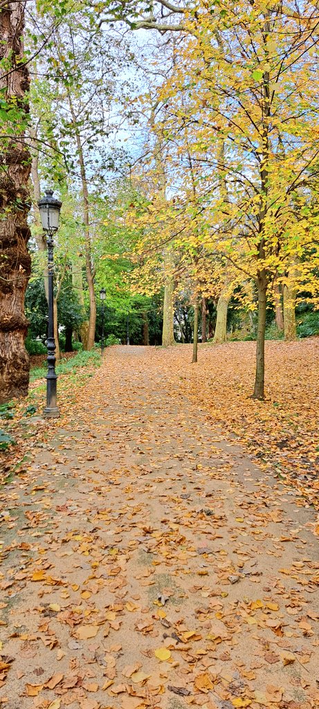 TiempoDonosti's tweet photo. El otoño sigue su curso 🍁🍂 y los árboles esperando el frío que no llega.
Ahora 22°C https://t.co/v1ojks5Zsj