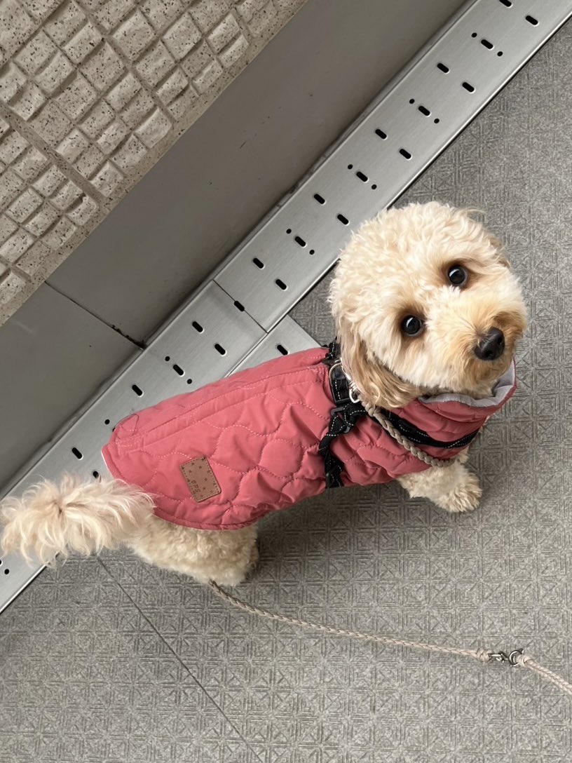 はっしー tweet media