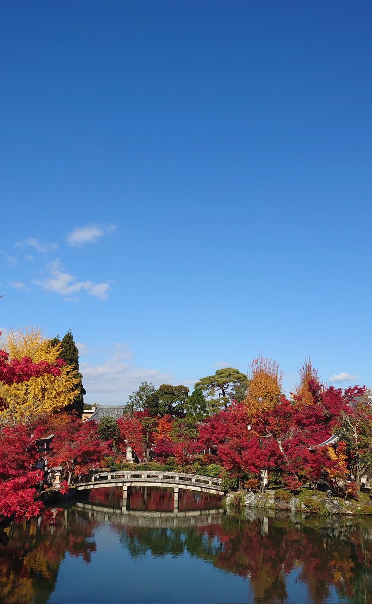 青空に映える紅葉

#京都　#永観堂